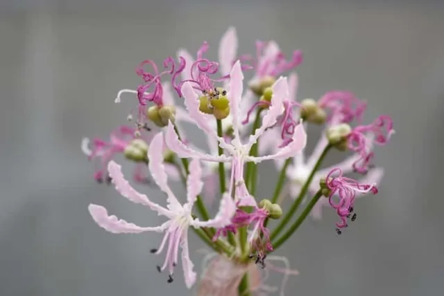 ネリネの花言葉や誕生花・特徴・由来・英名など一挙紹介!