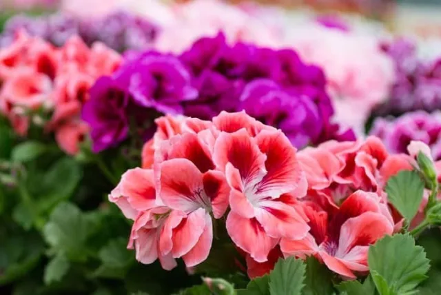 ゼラニウムの花言葉や誕生花・特徴・由来・英名など一挙紹介!