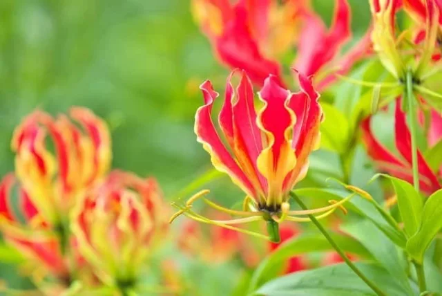 グロリオーサの花言葉や誕生花・特徴・由来・英名など一挙紹介！
