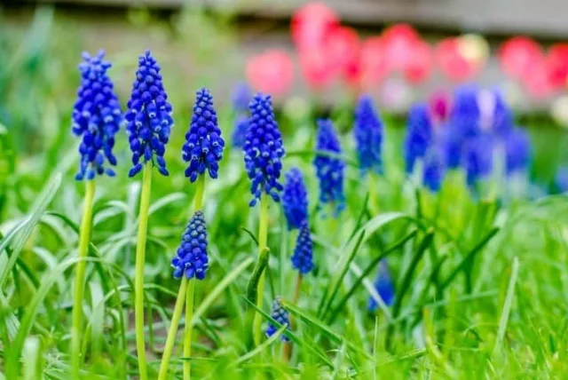 ムスカリの花言葉や誕生花・特徴・由来・英名など一挙紹介！