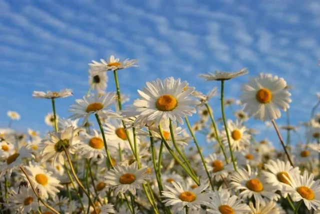 ミヤコワスレの花言葉や誕生花・特徴・由来・英名など一挙紹介！