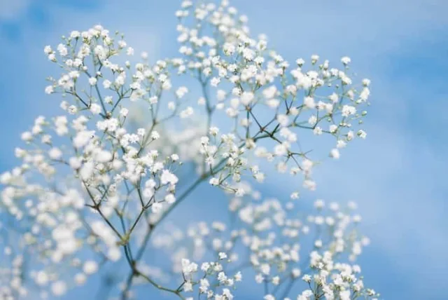 カスミソウの花言葉や誕生花・特徴・由来・英名など一挙紹介!