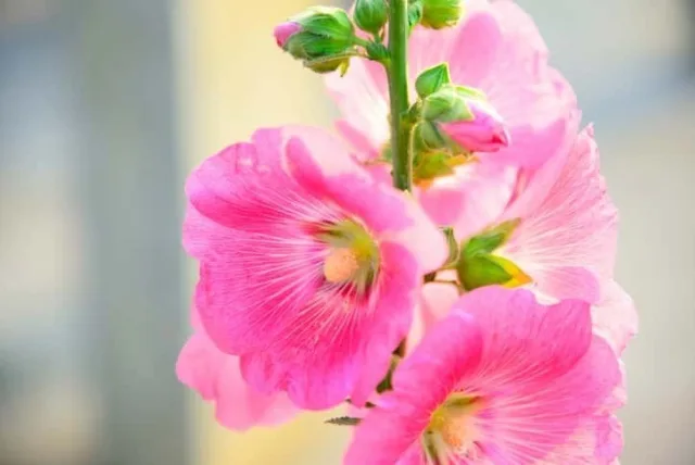 タチアオイの花言葉や誕生花・特徴・由来・英名など一挙紹介!