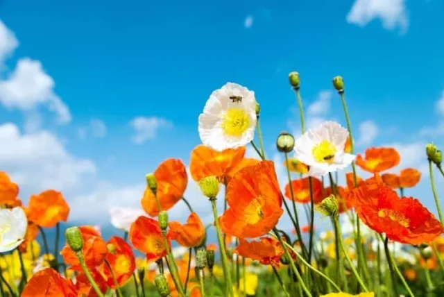 ヒナゲシの花言葉や誕生花・特徴・由来・英名など一挙紹介！