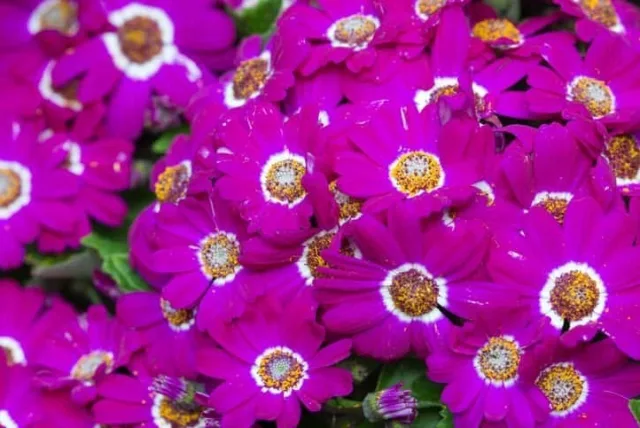 サイネリアの花言葉や誕生花・特徴・由来・英名など一挙紹介!
