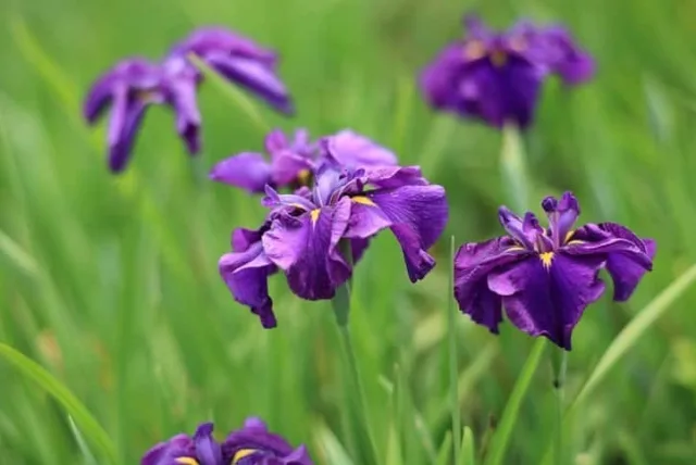 ハナショウブの花言葉や誕生花・特徴・由来・英名など一挙紹介！