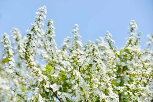 ユキヤナギの花言葉や誕生花・特徴・由来・英名など一挙紹介！