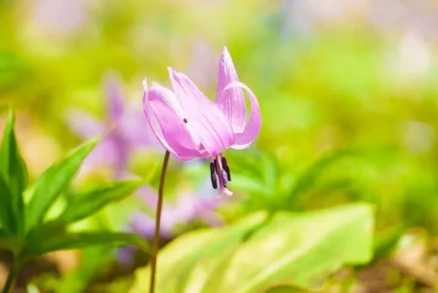 カタクリの花言葉や誕生花・特徴・由来・英名など一挙紹介!