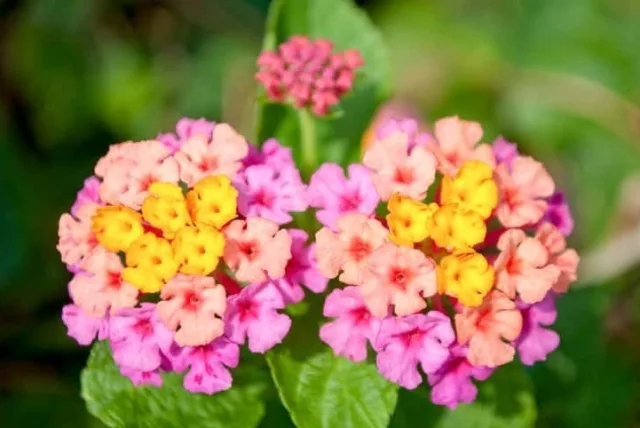 ランタナの花言葉や誕生花・特徴・由来・英名など一挙紹介!