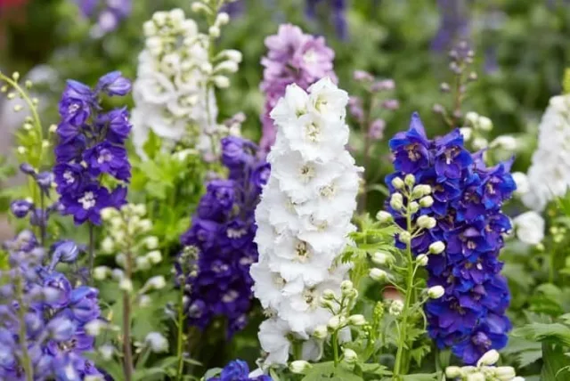 デルフィニウムの花言葉や誕生花・特徴・由来・英名など一挙紹介!