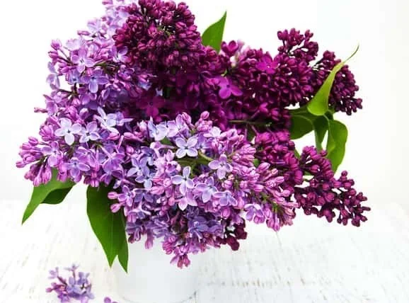サツキの花言葉や誕生花・特徴・由来・英名など一挙紹介！