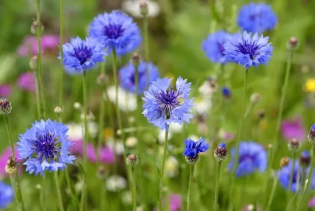ヤグルマギクの花言葉や誕生花・特徴・由来・英名など一挙紹介！