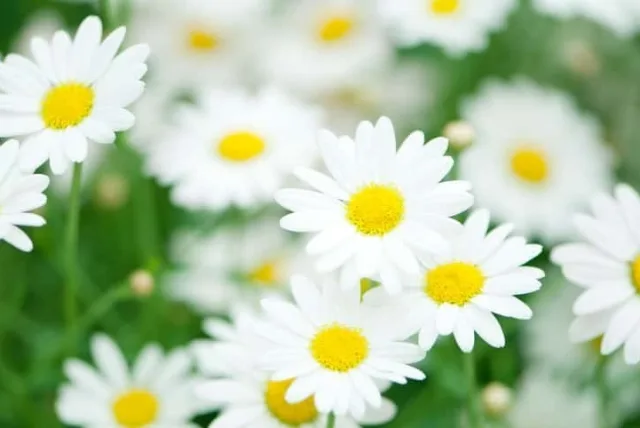 マーガレットの花言葉や誕生花・特徴・由来・英名など一挙紹介!