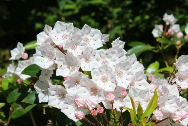 カルミアの花言葉や誕生花・特徴・由来・英名など一挙紹介！