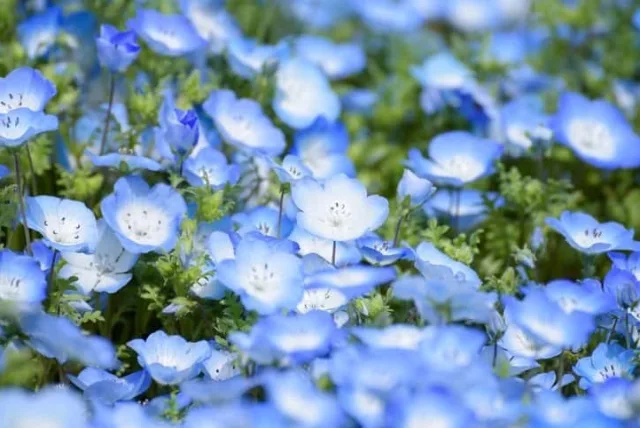 ネモフィラの花言葉や誕生花・特徴・由来・英名など一挙紹介!
