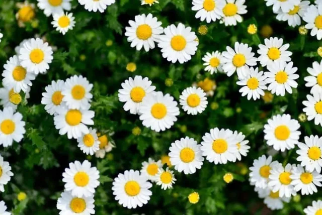 ノースポールの花言葉や誕生花・特徴・由来・英名など一挙紹介!
