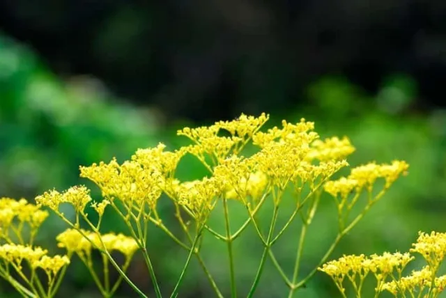 オミナエシの花言葉や誕生花・特徴・由来・英名など一挙紹介!