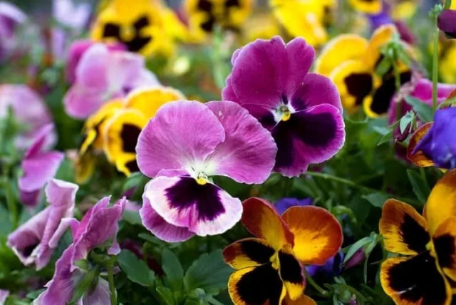 パンジーの花言葉や誕生花・特徴・由来・英名など一挙紹介！