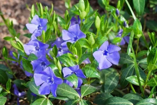 ニチニチソウの花言葉や誕生花・特徴・由来・英名など一挙紹介！