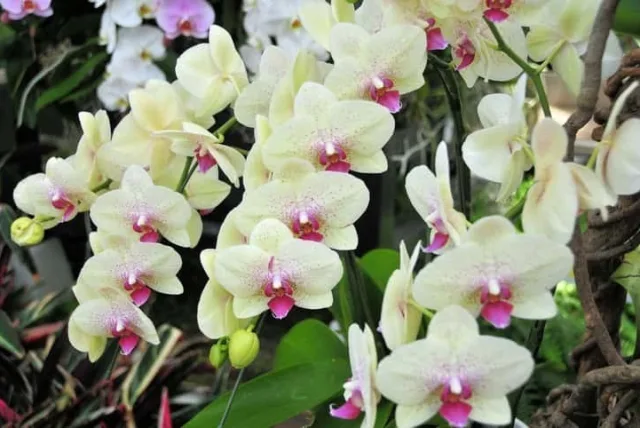 コチョウランの花言葉や誕生花・特徴・由来・英名など一挙紹介!