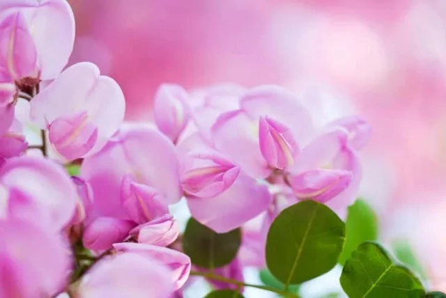 スイートピーの花言葉や誕生花・特徴・由来・英名など一挙紹介！