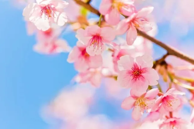 サクラの花言葉や誕生花・特徴・由来・英名など一挙紹介！