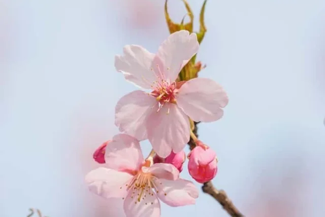 モモの花言葉や誕生花・特徴・由来・英名など一挙紹介！