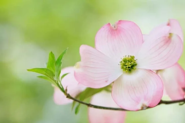 ハナミズキの花言葉や誕生花・特徴・由来・英名など一挙紹介！