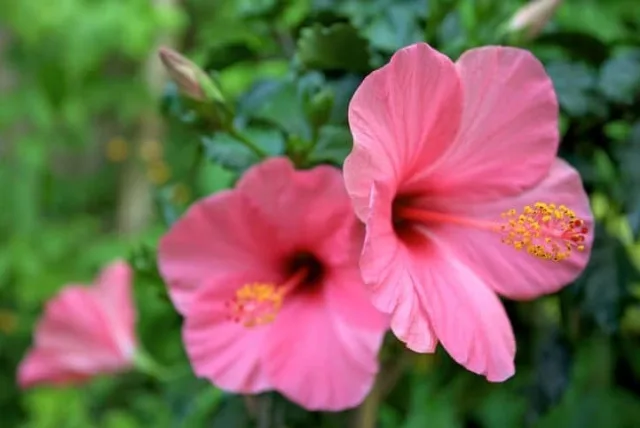 ハイビスカスの花言葉や誕生花・特徴・由来・英名など一挙紹介！
