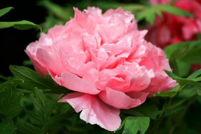 ハボタンの花言葉や誕生花・特徴・由来・英名など一挙紹介！