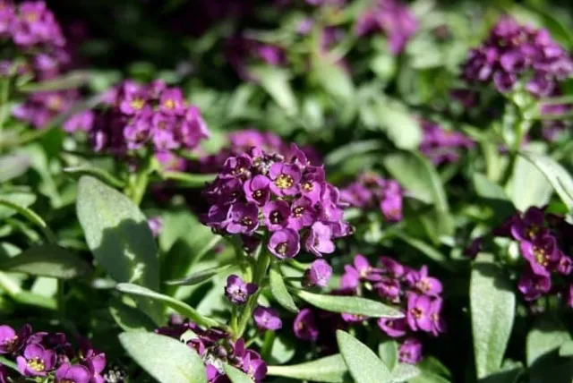 ヘリオトロープの花言葉や誕生花・特徴・由来・英名など一挙紹介！