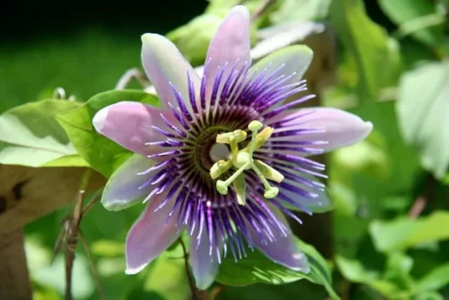 トケイソウの花言葉や誕生花・特徴・由来・英名など一挙紹介!