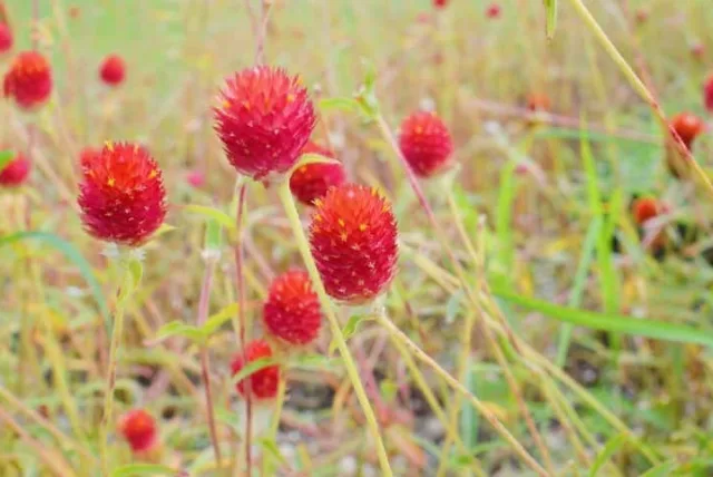 センニチコウの花言葉や誕生花・特徴・由来・英名など一挙紹介！