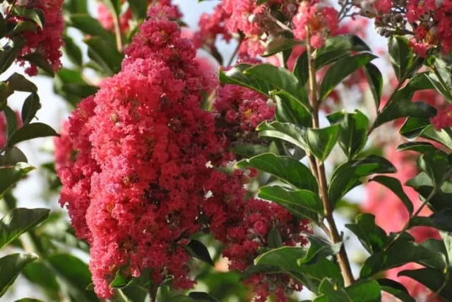 サルスベリの花言葉や誕生花・特徴・由来・英名など一挙紹介！