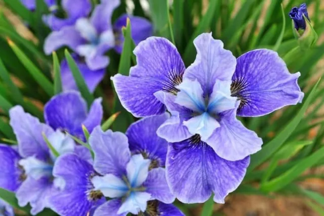 アヤメの花言葉や誕生花・特徴・由来・英名など一挙紹介!