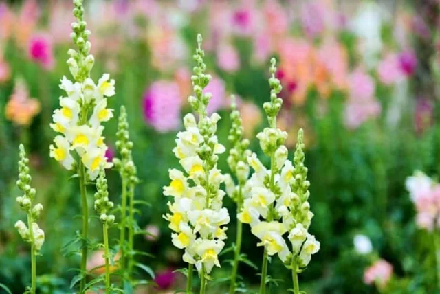 キンギョソウの花言葉や誕生花・特徴・由来・英名など一挙紹介!