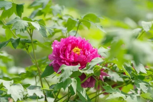 シャクヤクの花言葉や誕生花・特徴・由来・英名など一挙紹介!