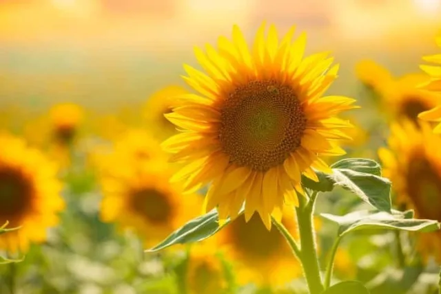 ヒマワリの花言葉や誕生花・特徴・由来・英名など一挙紹介!