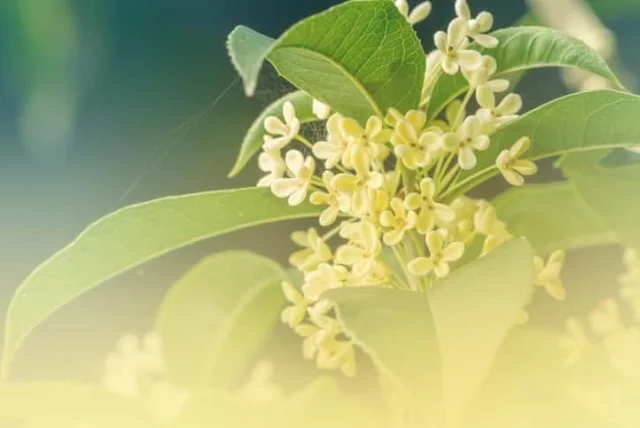 キンモクセイの花言葉や誕生花・特徴・由来・英名など一挙紹介！