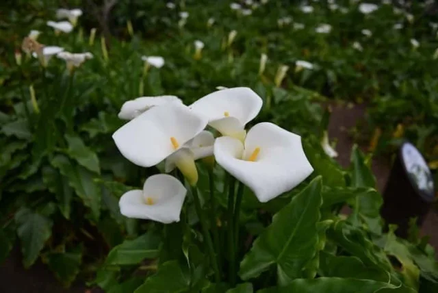 カラーの花言葉や誕生花・特徴・由来・英名など一挙紹介!