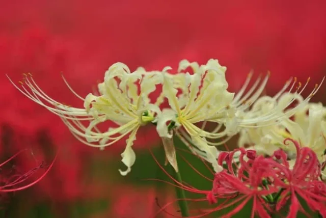 リコリスの花言葉や誕生花・特徴・由来・英名など一挙紹介!