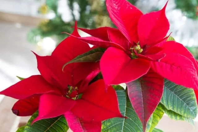 ポインセチアの花言葉や誕生花・特徴・由来・英名など一挙紹介!