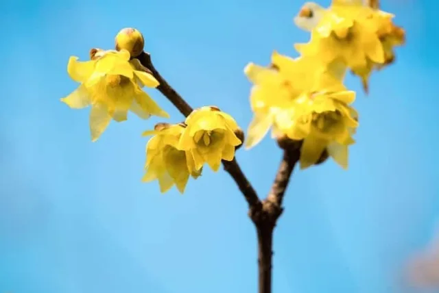 ロウバイの花言葉や誕生花・特徴・由来・英名など一挙紹介!