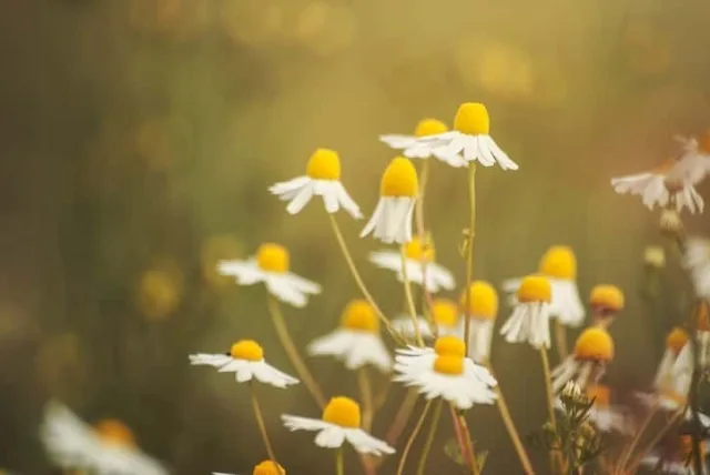 カモミールの花言葉や誕生花・特徴・由来・英名など一挙紹介!