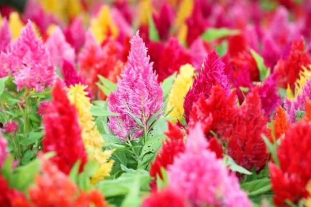 ケイトウの花言葉や誕生花・特徴・由来・英名など一挙紹介!