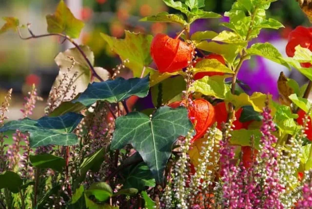サンダーソニアの花言葉や誕生花・特徴・由来・英名など一挙紹介!