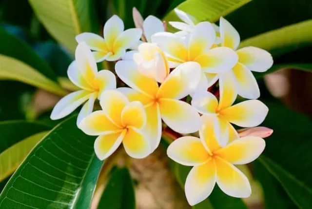 キョウチクトウの花言葉や誕生花・特徴・由来・英名など一挙紹介！