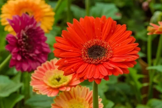 ガーベラの花言葉や誕生花・特徴・由来・英名など一挙紹介!