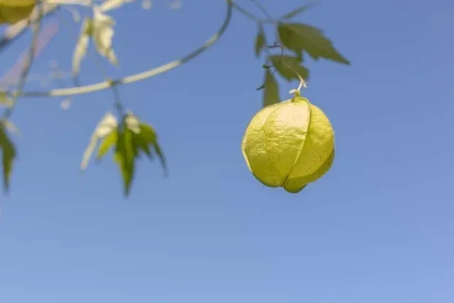 フウセンカズラの花言葉や誕生花・特徴・由来・英名など一挙紹介！