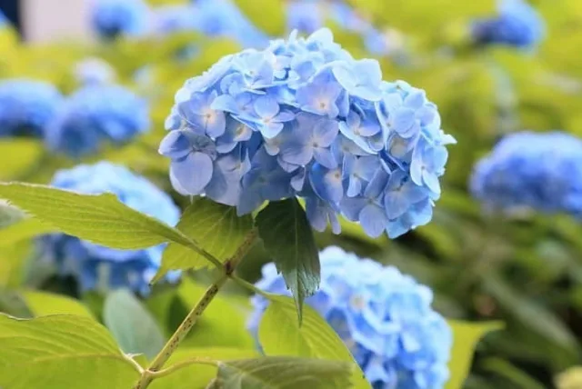 アジサイの花言葉や誕生花・特徴・由来・英名など一挙紹介！